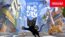 Little Kitty, Big City - PS5 - Version Fran&ccedil;aise
