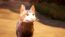 Warrior Cats Clans of the Forest (SWITCH) - Neuf