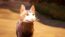 Warrior Cats: Clans of the Forest PRE-PURCHASE EU